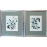 A PAIR OF 19TH CENTURY CHINESE WATERCOLOUR ON RICE PAPER BUTTERFLY STUDIES Exotic butterflies with