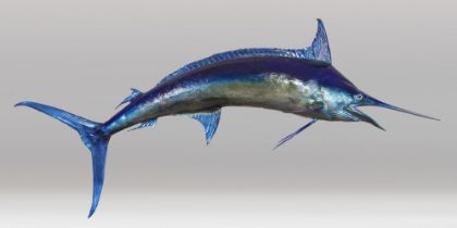 A LARGE AND IMPRESSIVE LATE 20TH CENTURY MARLIN FULL MOUNT (ISTIOPHORIDAE). (h 278cm x w 76cm x d