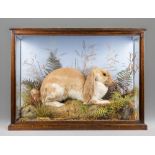 JOSEPH MOUNTNEY, A LATE VICTORIAN TAXIDERMY LOP EARED RABBIT CASED IN A NATURALISTIC SETTING.