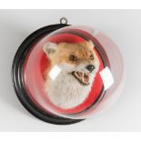 JAMES GARDNER, A LATE 19TH CENTURY TAXIDERMY FOX HEAD IN GLASS WALL DOME (VULPES VULPES). Quality