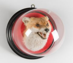 JAMES GARDNER, A LATE 19TH CENTURY TAXIDERMY FOX HEAD IN GLASS WALL DOME (VULPES VULPES). Quality