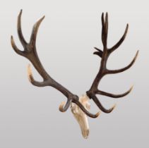 AN EXTREMELY LARGE AND IMPRESSIVE 14 POINT “IMPERIAL” RED DEER STAG SKULL AND HORNS (CERVUS