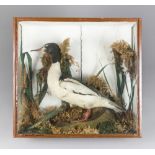 A LATE 19TH/EARLY 20TH CENTURY TAXIDERMY GOOSANDER IN A GLAZED CASE WITH A NATURALISTIC SETTING (