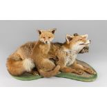 A MID 20TH CENTURY TAXIDERMY FOX AND CUB UPON AT NATURALISTIC BASE (VULPES VULPES). (h 39cm x w 76cm
