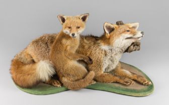 A MID 20TH CENTURY TAXIDERMY FOX AND CUB UPON AT NATURALISTIC BASE (VULPES VULPES). (h 39cm x w 76cm