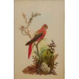 A 19TH CENTURY WATERCOLOUR AND FEATHER BIRD COLLAGE STUDY Parrot with pink and red feathers and