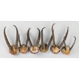 A GROUP OF SIX 20TH CENTURY AFRICAN ANTELOPE HORN SETS. Largest (h 17cm). Provenance: Private