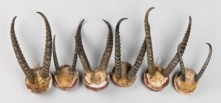A GROUP OF SIX 20TH CENTURY AFRICAN ANTELOPE HORN SETS. Largest (h 17cm). Provenance: Private
