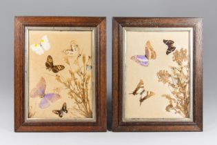 A RARE PAIR OF VICTORIAN RIKER BUTTERFLY FRAMED DISPLAYS. Paper trade label to verso. Specimen