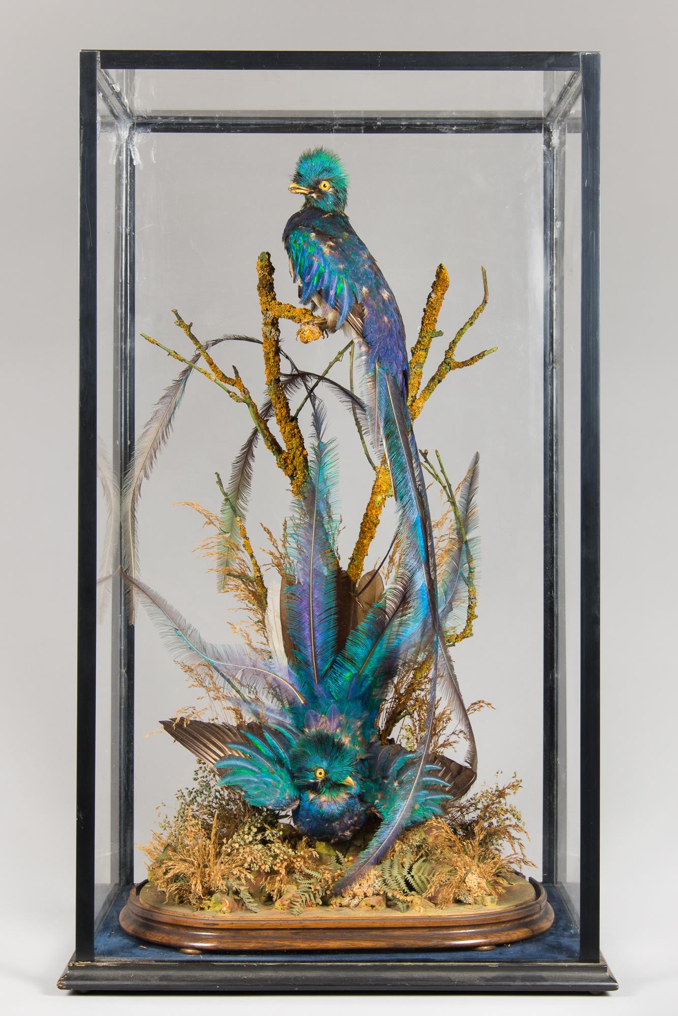 A LATE 19TH CENTURY TAXIDERMY DIORAMA OF QUETZALS (PHAROMACHRUS MOCINNO). With original dome base
