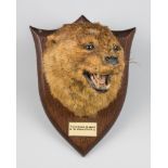 PETER SPICER & SONS, AN EARLY 20TH CENTURY TAXIDERMY OTTER MASK ON OAK SHIELD (LUTRINAE). Plaque