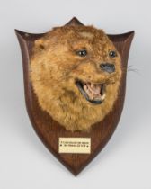 PETER SPICER & SONS, AN EARLY 20TH CENTURY TAXIDERMY OTTER MASK ON OAK SHIELD (LUTRINAE). Plaque