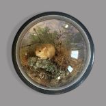PETER SPICER & SONS, A LATE 19TH/EARLY 20TH CENTURY TAXIDERMY DORMOUSE WALL DOME (GLIRIDAE)