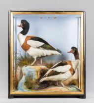 HUTCHINGS OF ABERYSTWYTH, A LARGE AND IMPRESSIVE EARLY 20TH CENTURY CASED PAIR OF TAXIDERMY DUCKS.