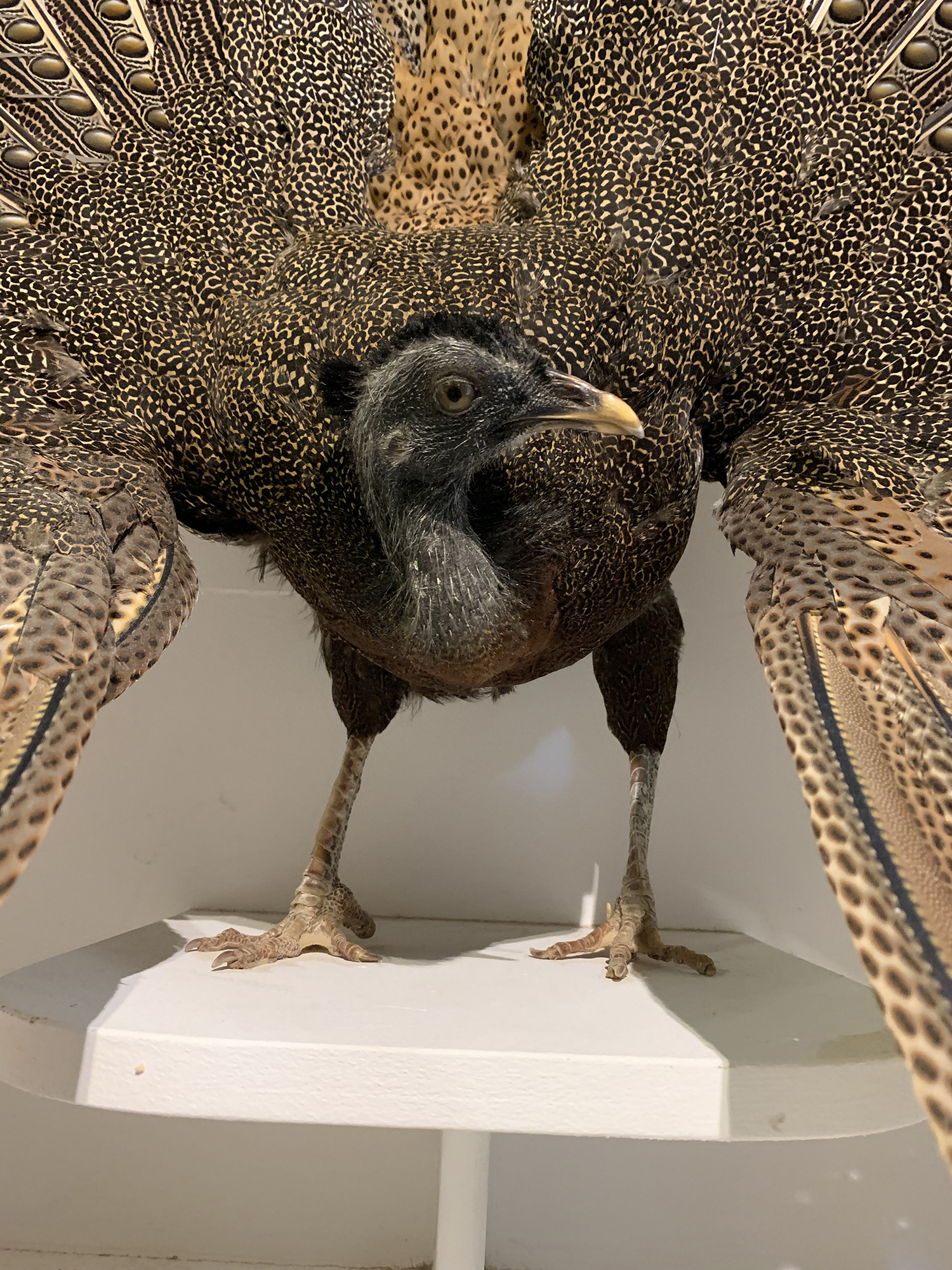 A MAGNIFICENT TAXIDERMY ARGUS PHEASANT MOUNTED IN A CUSTOM CASE (ARGUSIANUS ARGUS). Case without - Image 3 of 5
