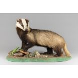 A MID 20TH CENTURY TAXIDERMY BADGER UPON AT NATURALISTIC BASE (TAXIDEA TAXUS). (h 49cm x w 83cm x