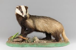 A MID 20TH CENTURY TAXIDERMY BADGER UPON AT NATURALISTIC BASE (TAXIDEA TAXUS). (h 49cm x w 83cm x