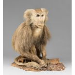 A MID-20TH CENTURY TAXIDERMY HAMADRYAS BABOON UPON A NATURALISTIC BASE (PAPIO HAMADRYAS). (h 52cm