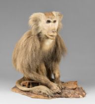 A MID-20TH CENTURY TAXIDERMY HAMADRYAS BABOON UPON A NATURALISTIC BASE (PAPIO HAMADRYAS). (h 52cm