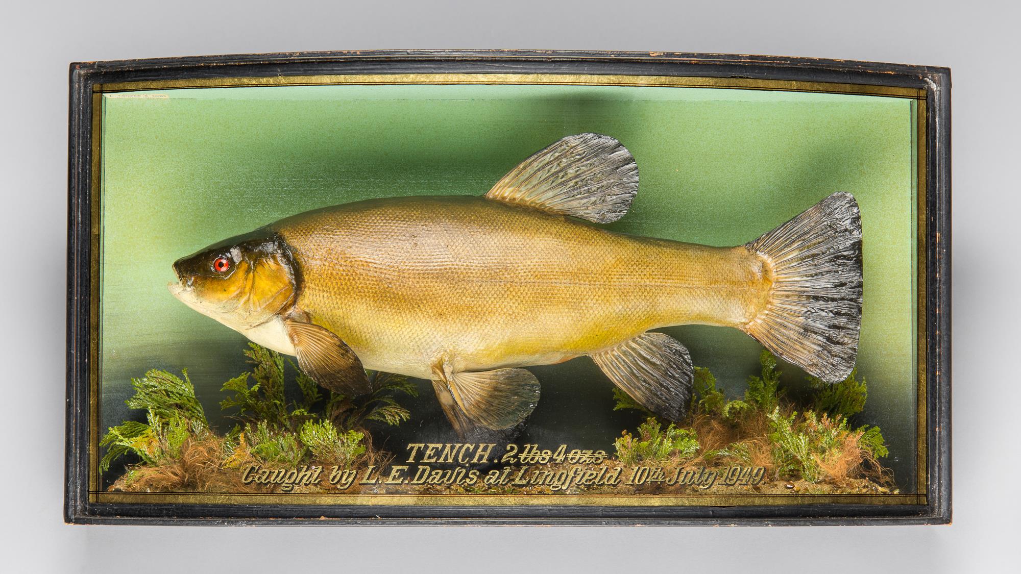 JOHN COOPER & SONS, A TAXIDERMY TENCH IN A BOW FRONT GLAZED CASE WITH A NATURALIST SETTING (TINCA
