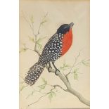 A 19TH CENTURY WATERCOLOUR AND FEATHER BIRD STUDY Bird with red breast feathers and speckled