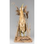 AN EARLY 20TH CENTURY TAXIDERMY BITTERN MOUNTED ON A NATURALISTIC BASE AMONGST REEDS. Including