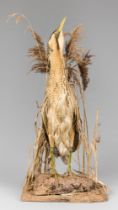 AN EARLY 20TH CENTURY TAXIDERMY BITTERN MOUNTED ON A NATURALISTIC BASE AMONGST REEDS. Including