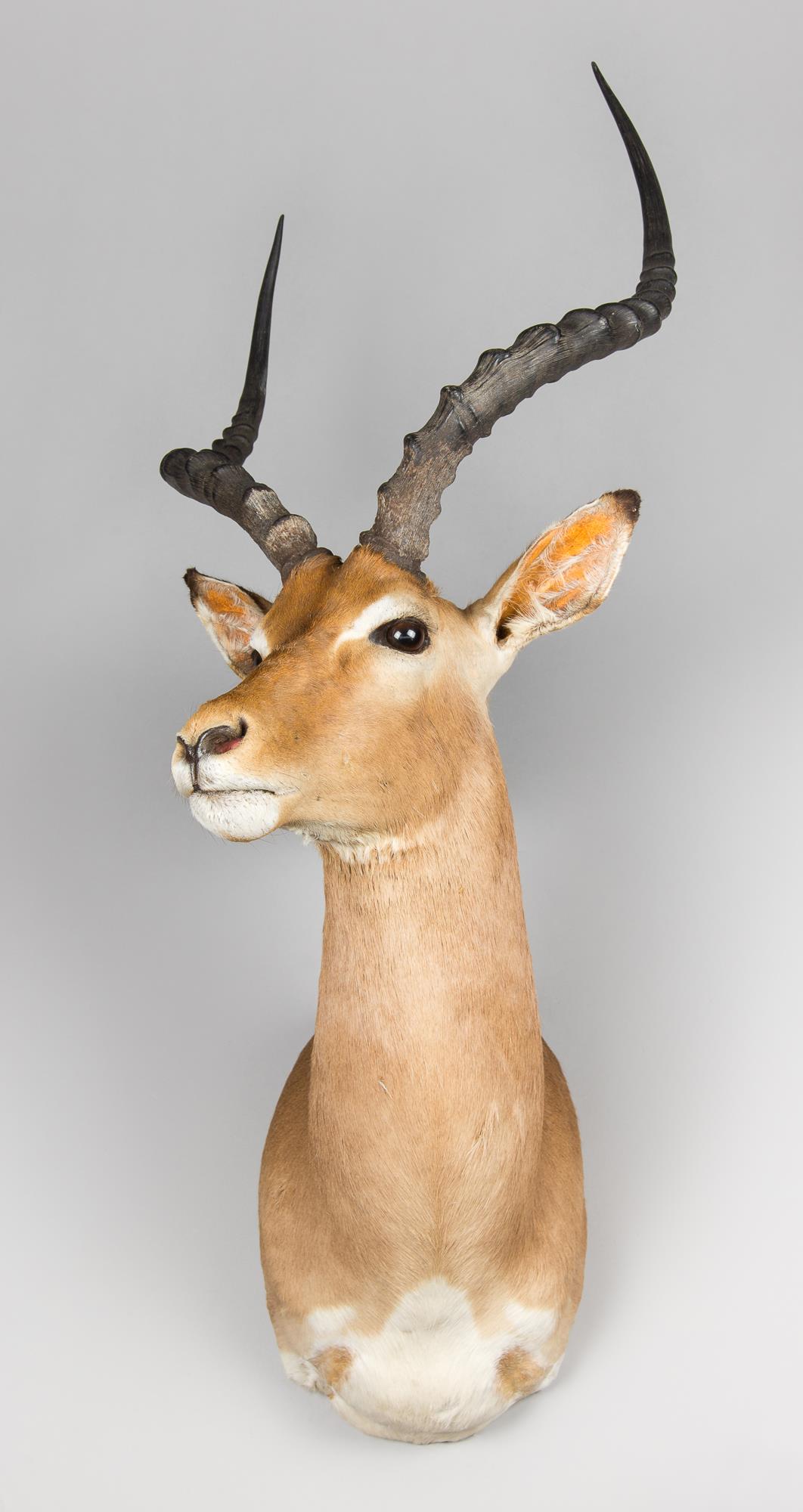 A MODERN TAXIDERMY IMPALA SHOULDER MOUNT (AEPYCEROS MELAMPUS). (h 110cm x w 42cm x d 53cm)