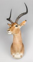 A MODERN TAXIDERMY IMPALA SHOULDER MOUNT (AEPYCEROS MELAMPUS). (h 110cm x w 42cm x d 53cm)