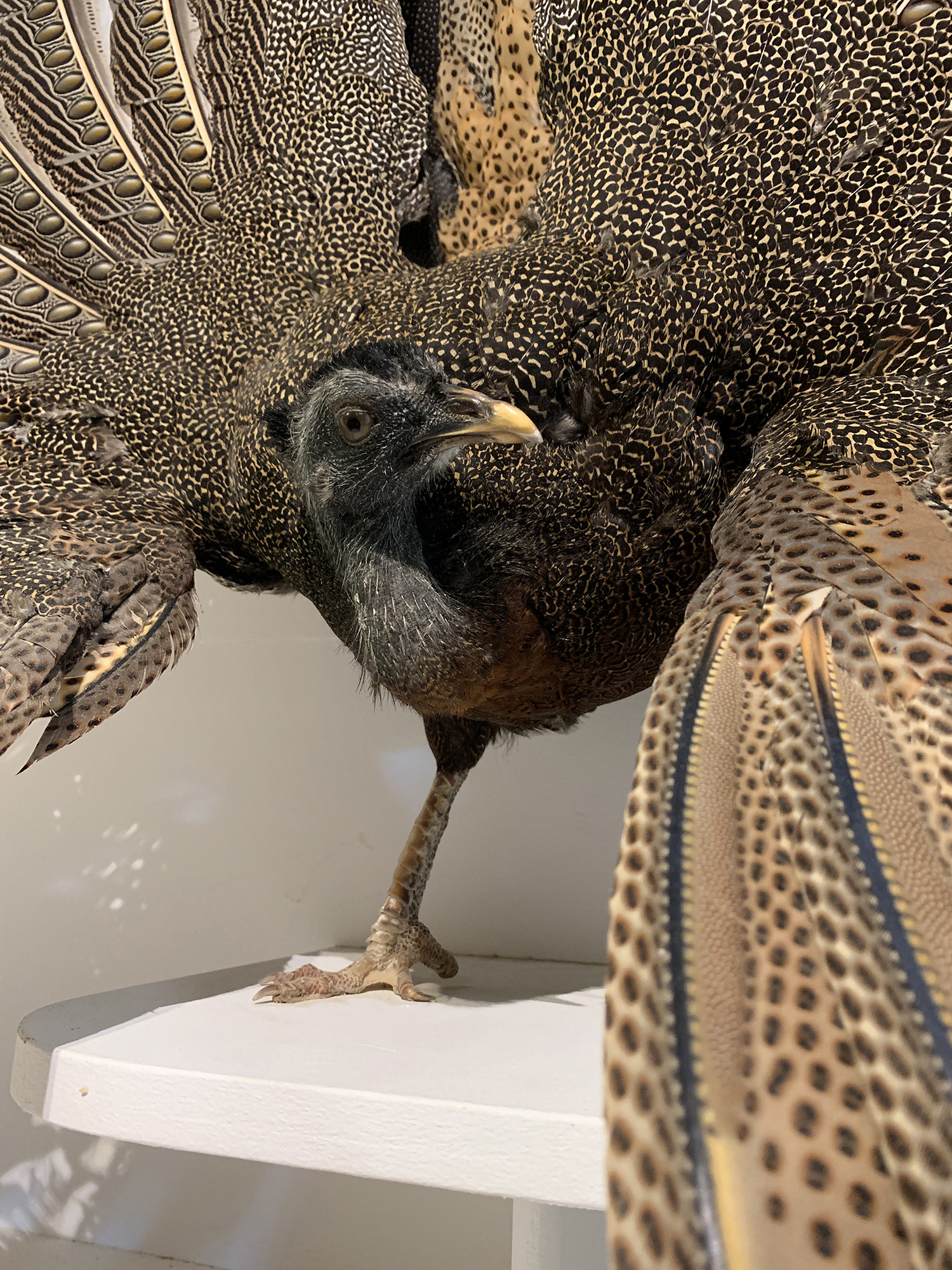 A MAGNIFICENT TAXIDERMY ARGUS PHEASANT MOUNTED IN A CUSTOM CASE (ARGUSIANUS ARGUS). Case without - Image 4 of 5