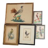 A COLLECTION OF FIVE 19TH CENTURY AND LATER WATERCOLOUR AND FEATHER BIRD STUDIES To include an