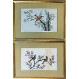 A PAIR OF 19TH CENTURY CHINESE WATERCOLOUR ON RICE PAPER, BIRD STUDIES Two pairs of exotic birds