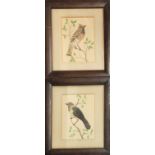 A PAIR OF 19TH CENTURY WATERCOLOUR AND FEATHER BIRD STUDIES Exotic birds with speckled feathers, a