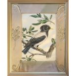 A 19TH CENTURY WATERCOLOUR ON SILK, BIRD STUDY Black and white feathered bird perched on a branch,