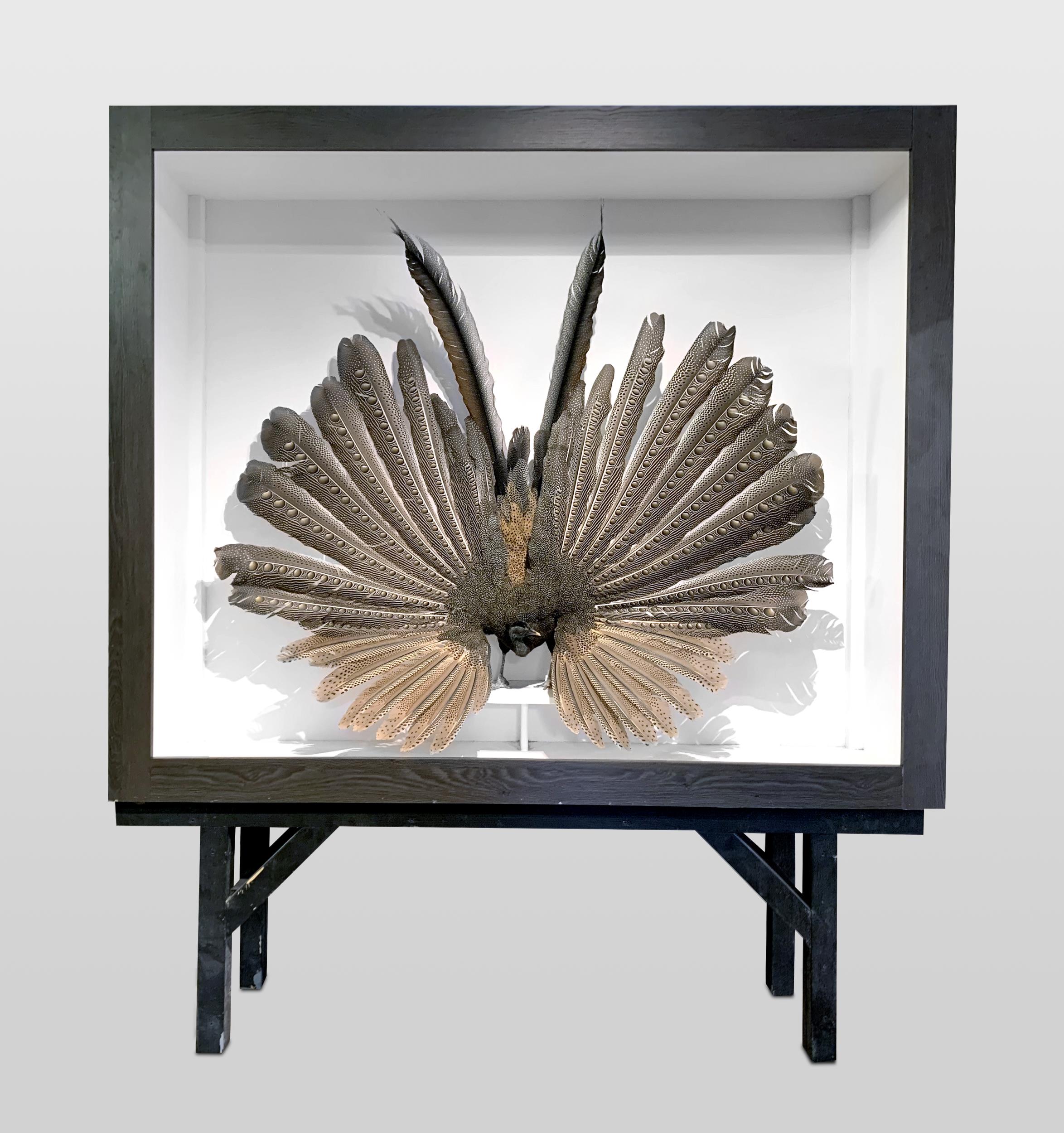 A MAGNIFICENT TAXIDERMY ARGUS PHEASANT MOUNTED IN A CUSTOM CASE (ARGUSIANUS ARGUS). Case without