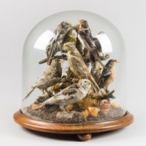 A LATE 19TH CENTURY TAXIDERMY DIORAMA OF BRISTISH GARDEN BIRDS UNDER GLASS DOME. (h 38cm x w 35.