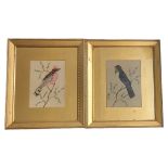 A PAIR OF 19TH CENTURY WATERCOLOUR AND FEATHER BIRD STUDIES Bird with pink breast feathers and a