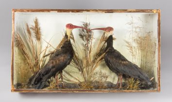A RARE 19TH CENTURY TAXIDERMY CASED STUDY OF A PAIR OF SOUTHERN BALD IBIS (GERONTICUS CALVUS)