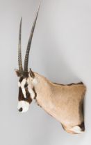 A MODERN TAXIDERMY GEMSBOK SHOULDER MOUNT (ORYX GAZELLA). Detachable horns. (h 150cm x w 53cm x d