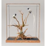 A MAGNIFICENT TAXIDERMY DIORAMA OF TWO PARADISE FLYCATCHERS (TERPSIPHONE). Mounted in an oak