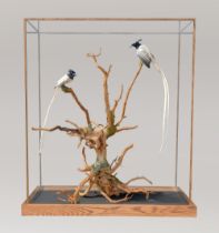 A MAGNIFICENT TAXIDERMY DIORAMA OF TWO PARADISE FLYCATCHERS (TERPSIPHONE). Mounted in an oak