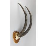 ATTRIBUTED TO EDWARD GERRARD & SONS, A LATE 19TH/EARLY 20TH CENTURY SET OF SABLE ANTELOPE HORNS