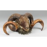 A LATE 19TH CENTURY TAXIDERMY RAM HEAD (OVIS ARIES) (h 22cm x w 53cm x d 36cm). Provenance: