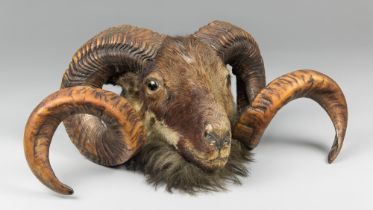 A LATE 19TH CENTURY TAXIDERMY RAM HEAD (OVIS ARIES) (h 22cm x w 53cm x d 36cm). Provenance: