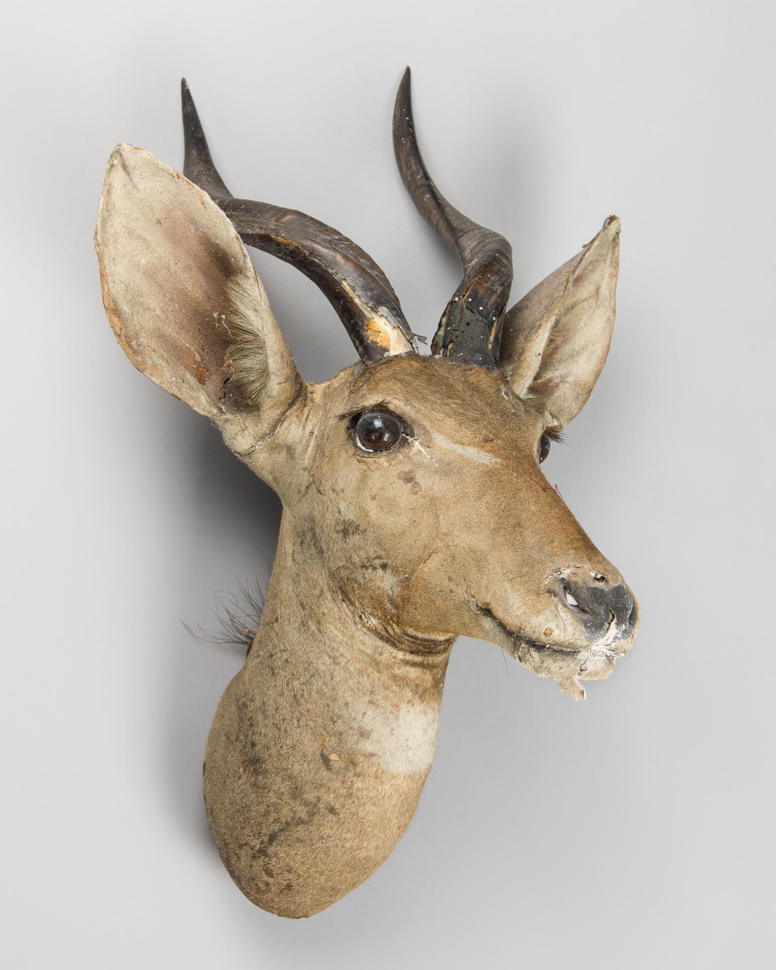 ROWLAND WARD, A LATE 19TH CENTURY TAXIDERMY CAPE BUSHBUCK HEAD. Taxidermist paper trade label to