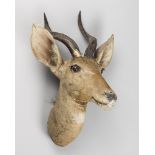 ROWLAND WARD, A LATE 19TH CENTURY TAXIDERMY CAPE BUSHBUCK HEAD. Taxidermist paper trade label to