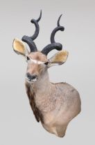 AN IMPRESSIVE LATE 20TH CENTURY TAXIDERMY GREATER KUDU SHOULDER MOUNT (TRAGELAPHUS STREPSICEROS). (h