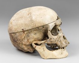 A 19TH CENTURY HUMAN SKULL INSCRIBED FOR PHRENOLOGICAL DEMONSTRATION. Dating to the late nineteenth,