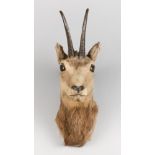 ROWLAND WARD OF PICCADILLY LONDON, AN UNUSUAL LATE VICTORIAN TAXIDERMY CHAMOIS HEAD. Bearing