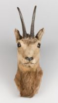 ROWLAND WARD OF PICCADILLY LONDON, AN UNUSUAL LATE VICTORIAN TAXIDERMY CHAMOIS HEAD. Bearing